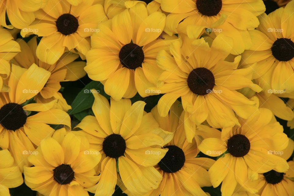 Flowers, yellow