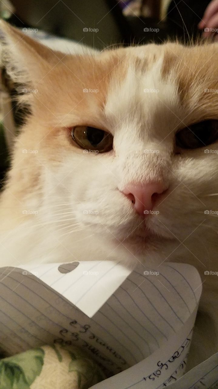 Kitty - what homework?