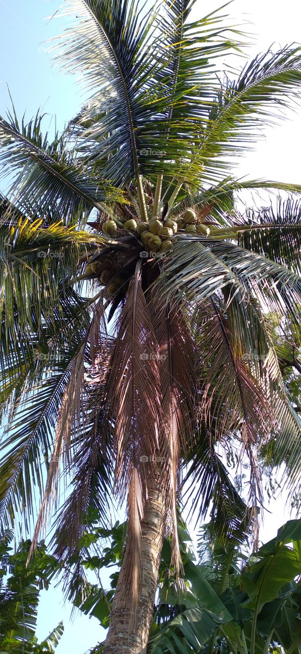 Coconut tree with lots of fruit.