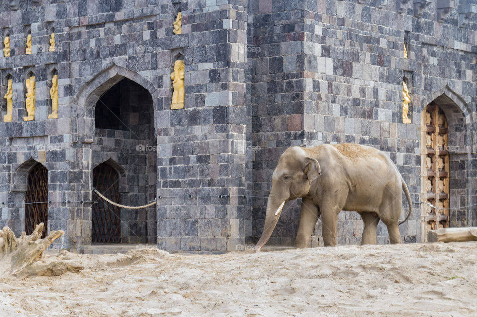 Elephant in front of a temple