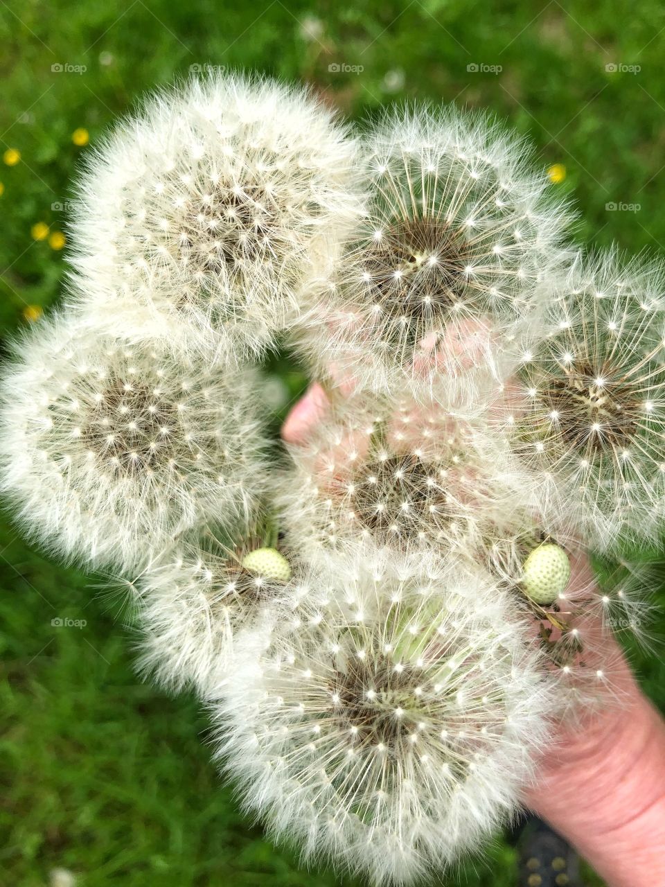 Holding dandelions