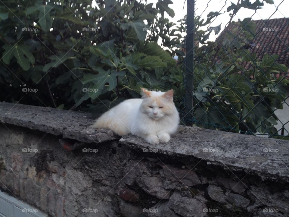 Cat on a Wall 