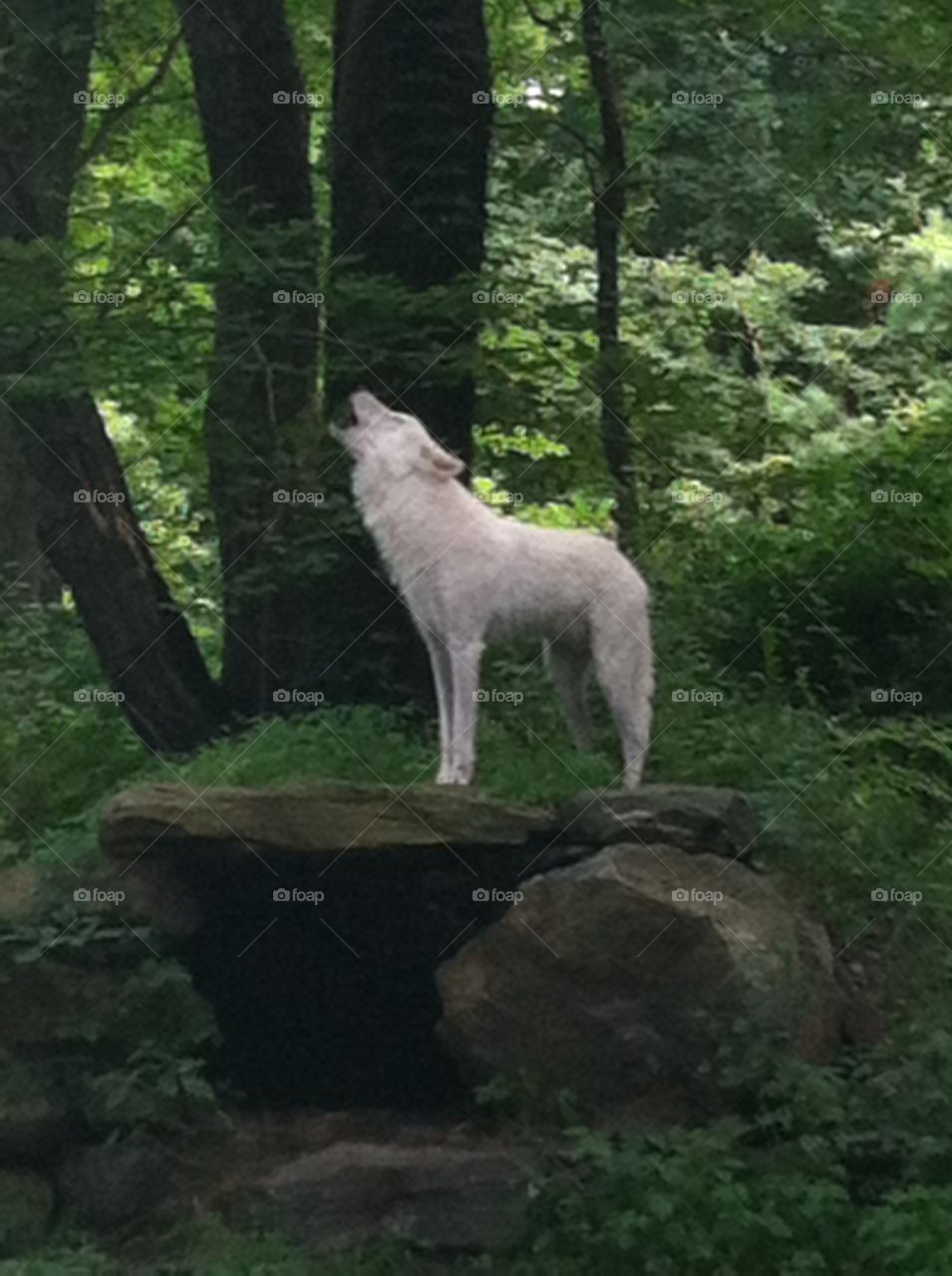 White wolf howling