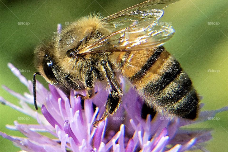Honeybee on purple flower