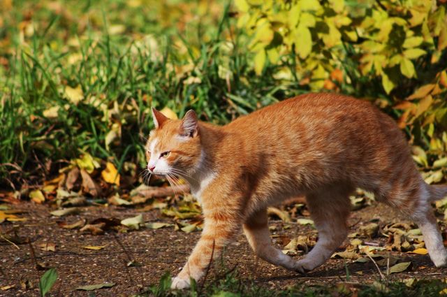 Red cat