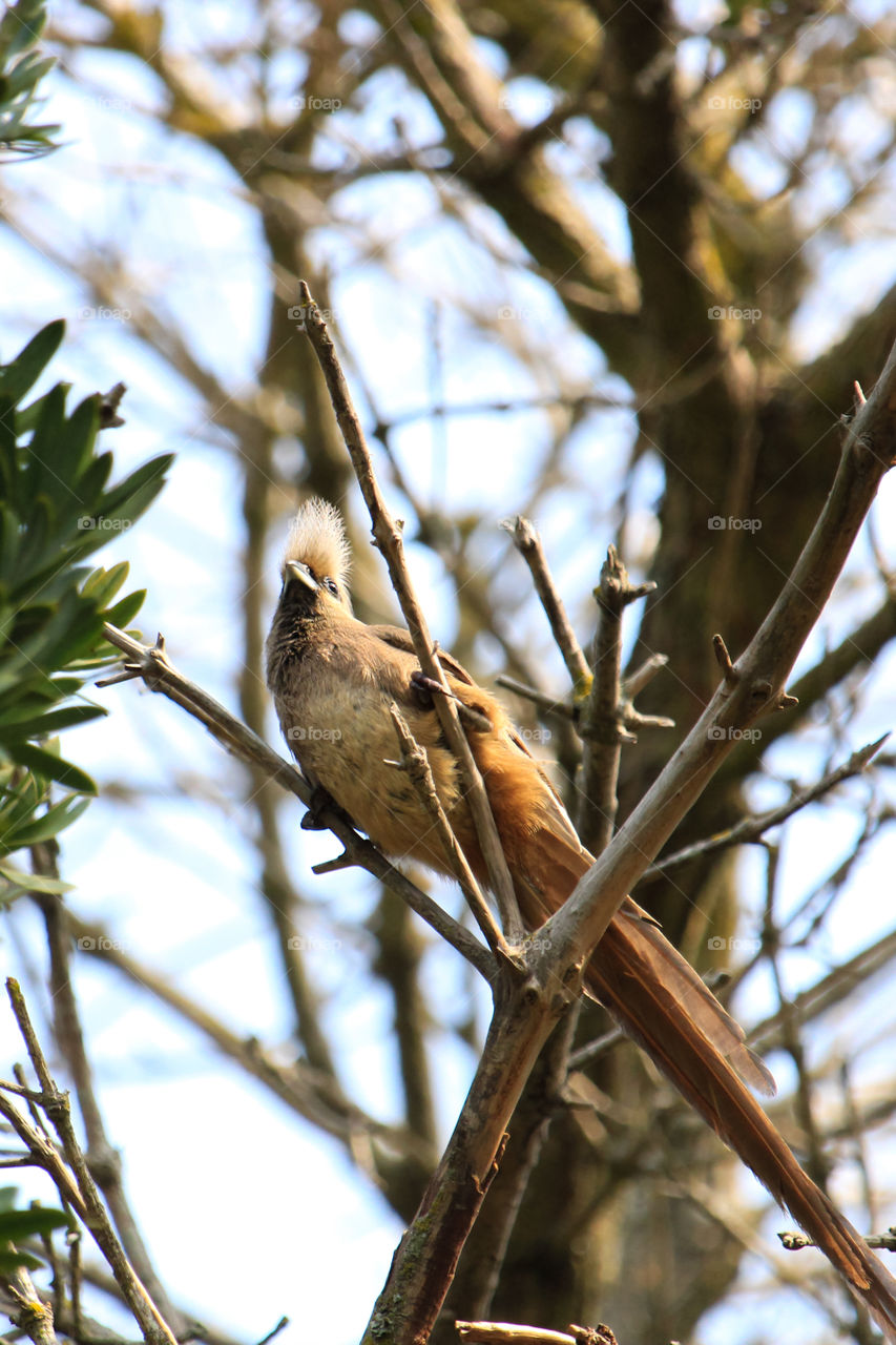 Mouse bird in a tree