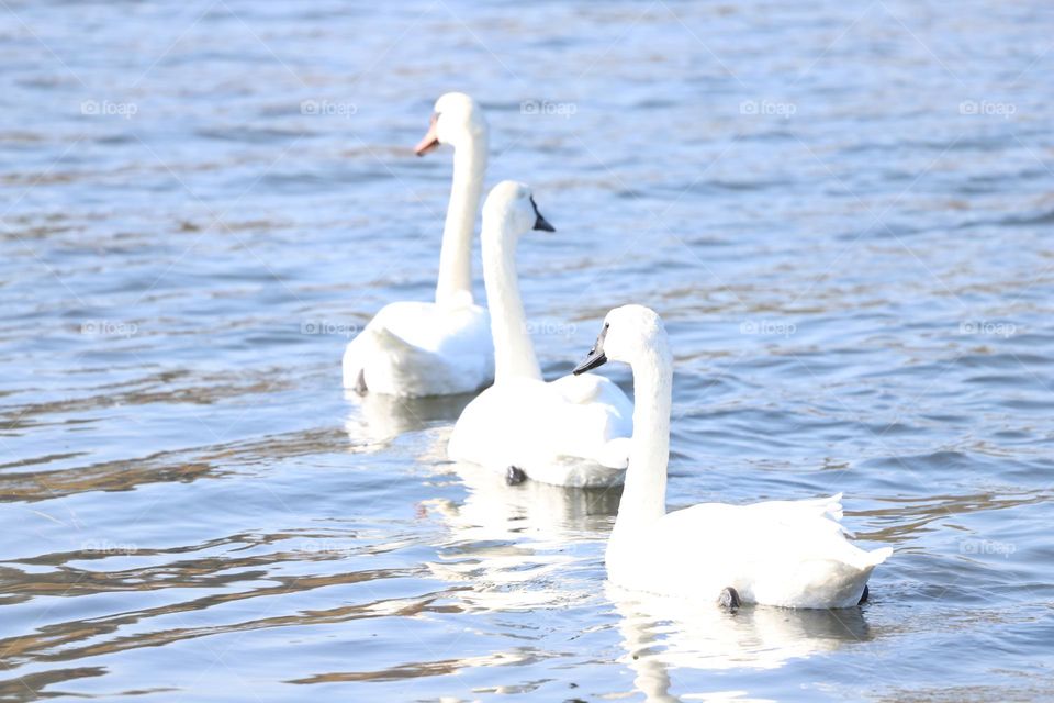 White swans swimming in the ocean