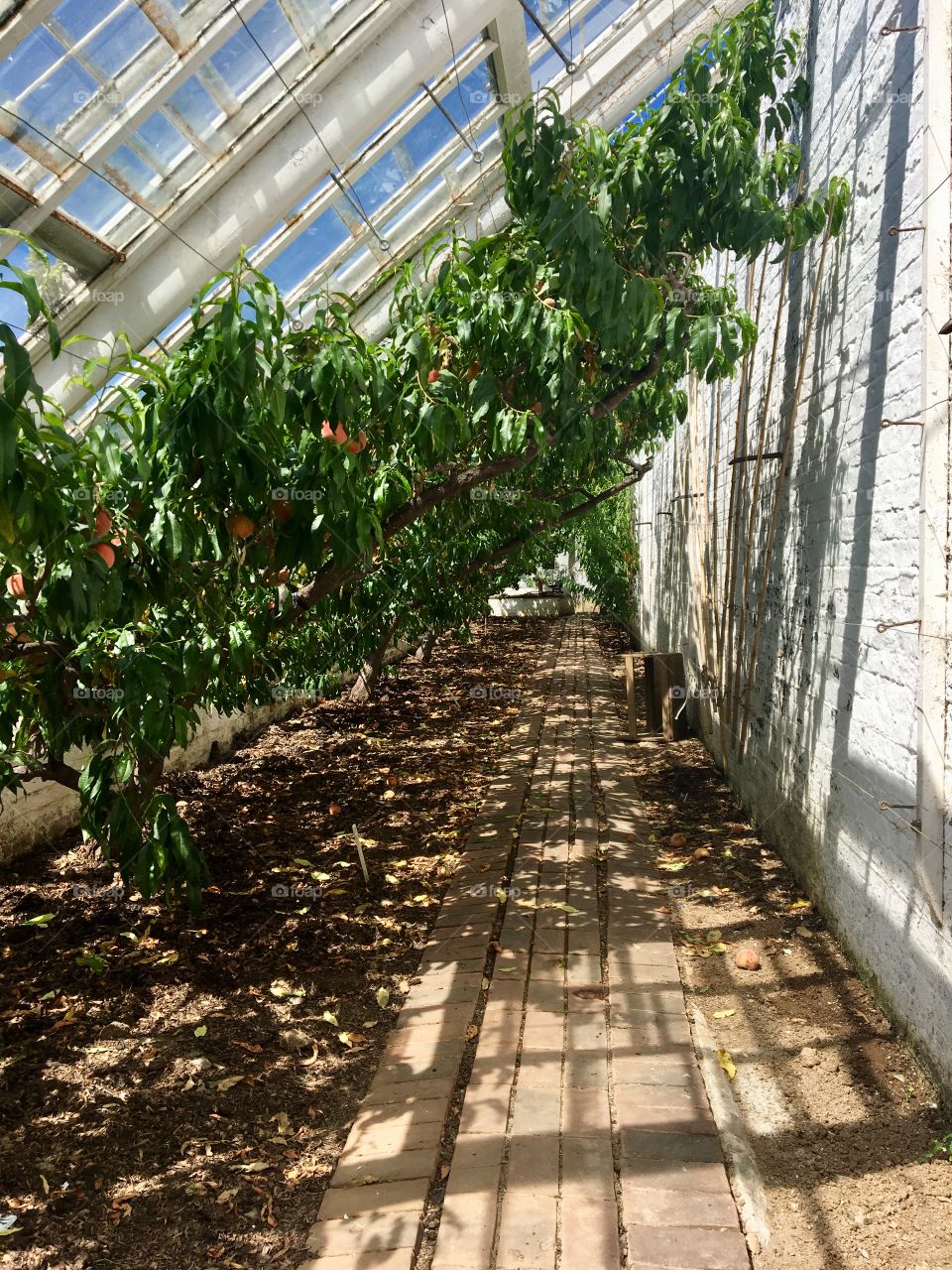 Fruits Plants glasshouse