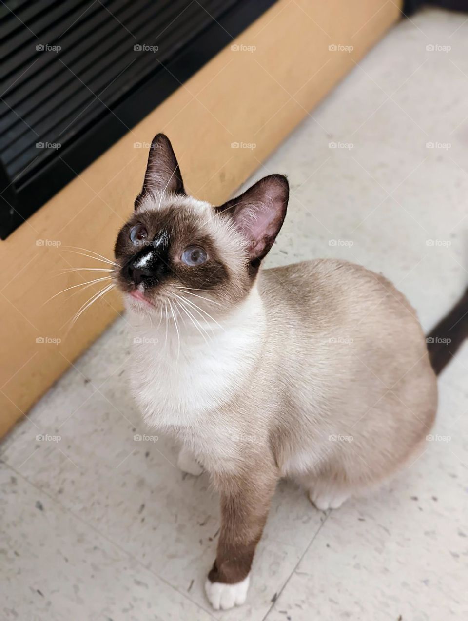 Every day is Caturday