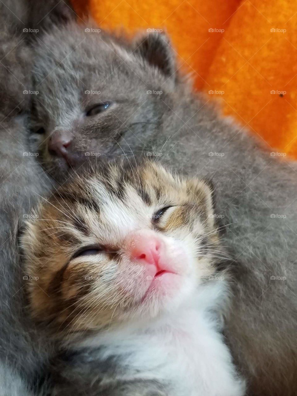 foster kittens snuggle together after being fed.
