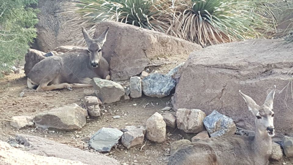deer in the desert