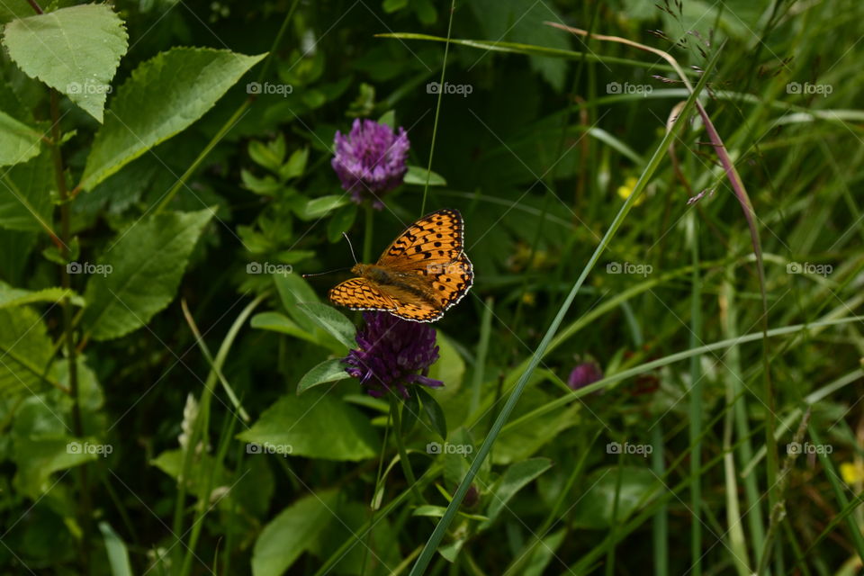 Butterfly