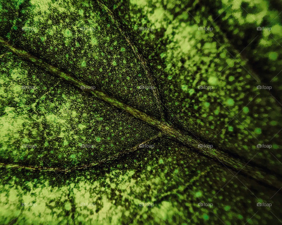 Macro shot of a leaf—taken in Dyer, Indiana 