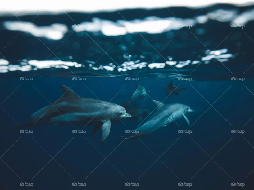 Whale