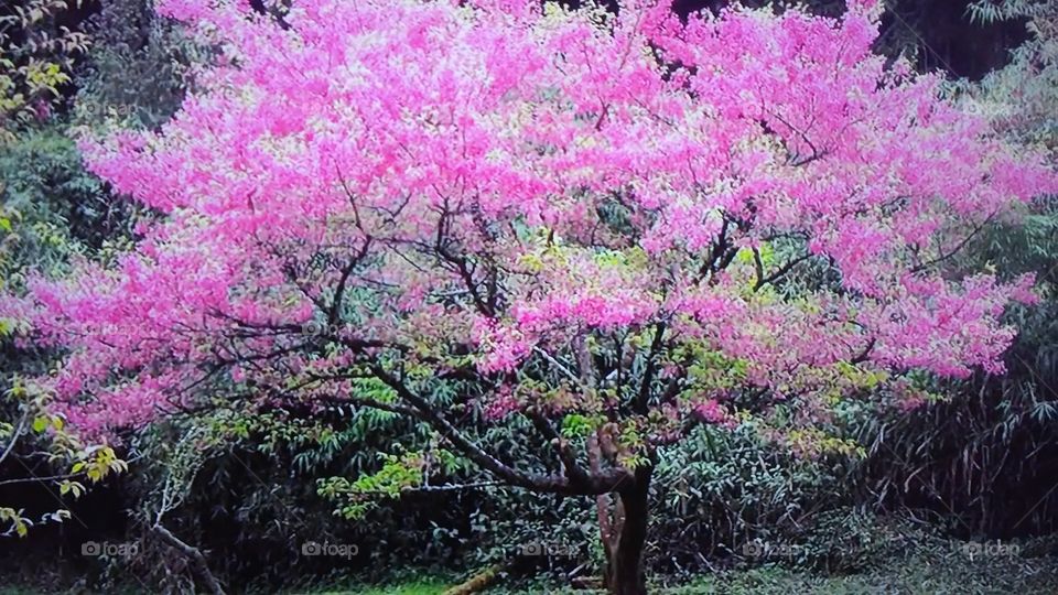 Tree, Flower, Season, Park, Nature