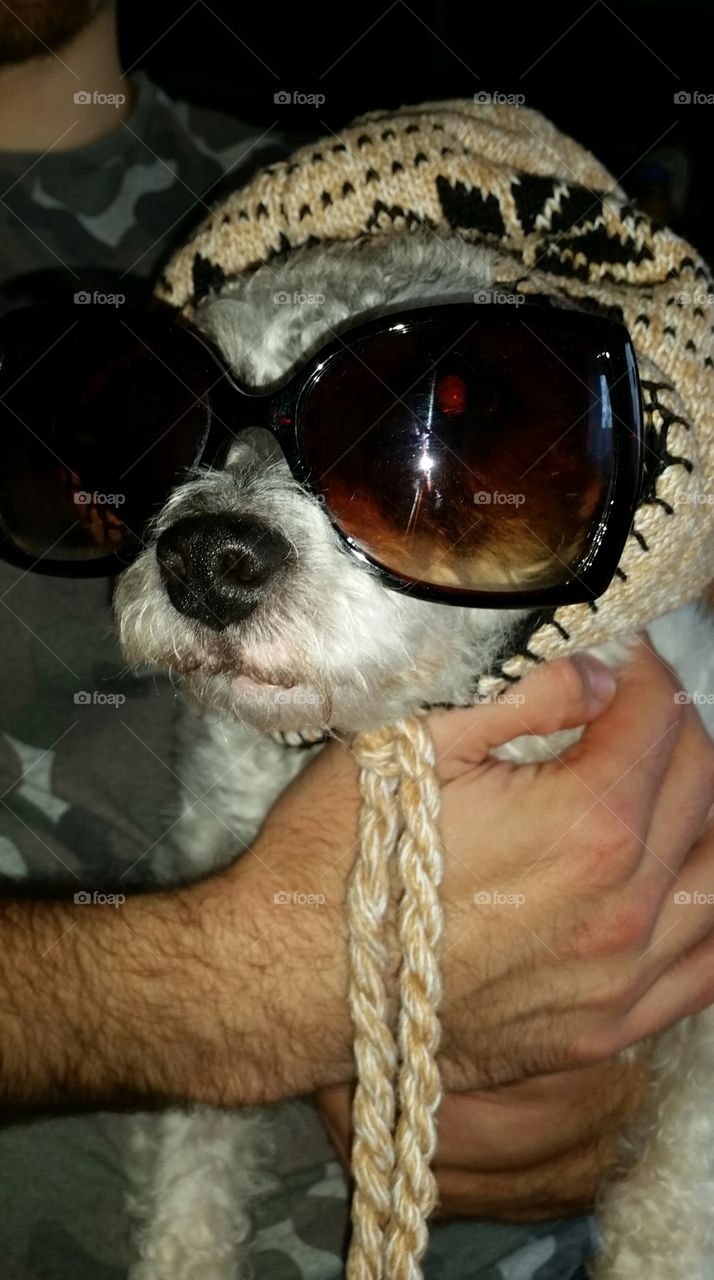 Pet Dog. Jack Russel mix with Welsh Terrier