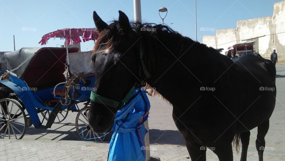 head of black horse.