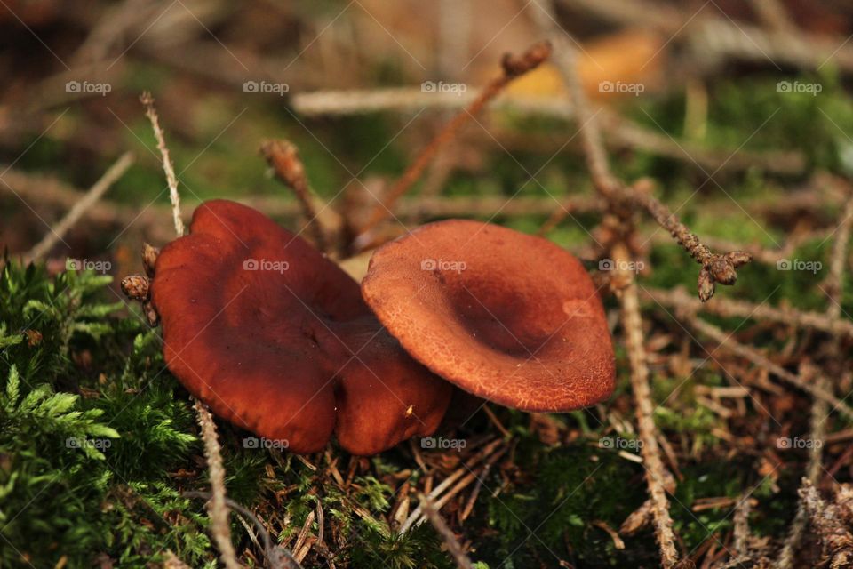 Mushroom friends