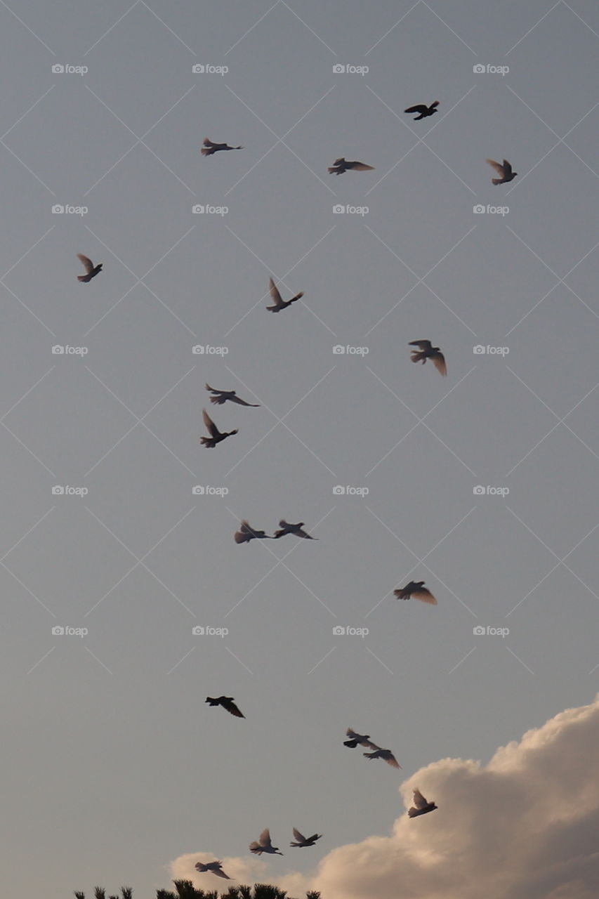 A pack of birds flying in the sky 