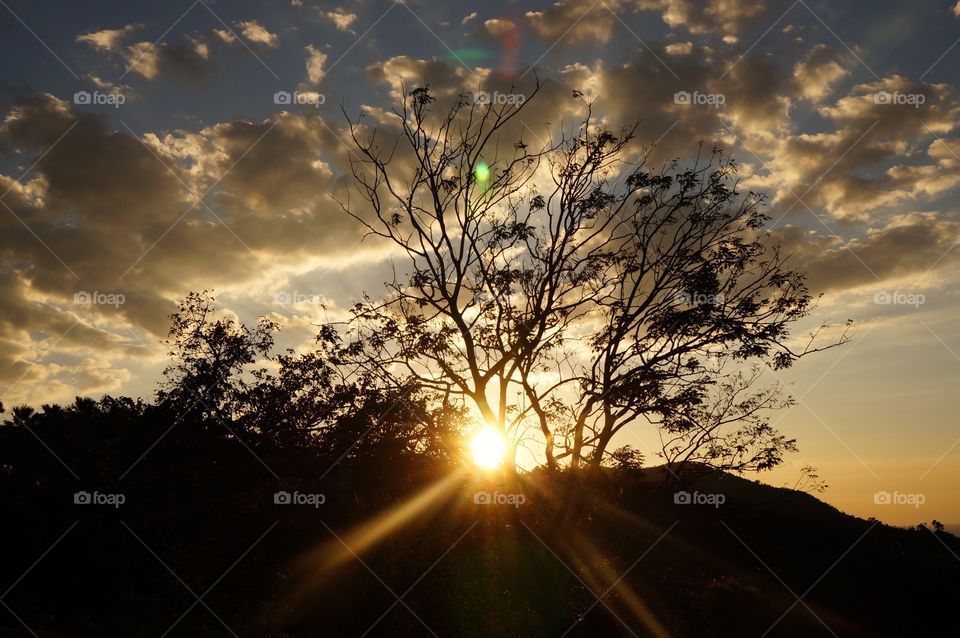 Silhouette of trees during sunset