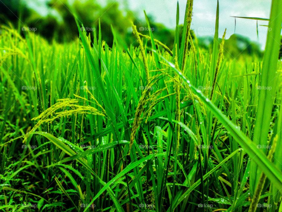 I took the picture of this rice plant in front of our village house. I was able to take a very beautiful picture of green rice and trees. Our village looks very beautiful.
