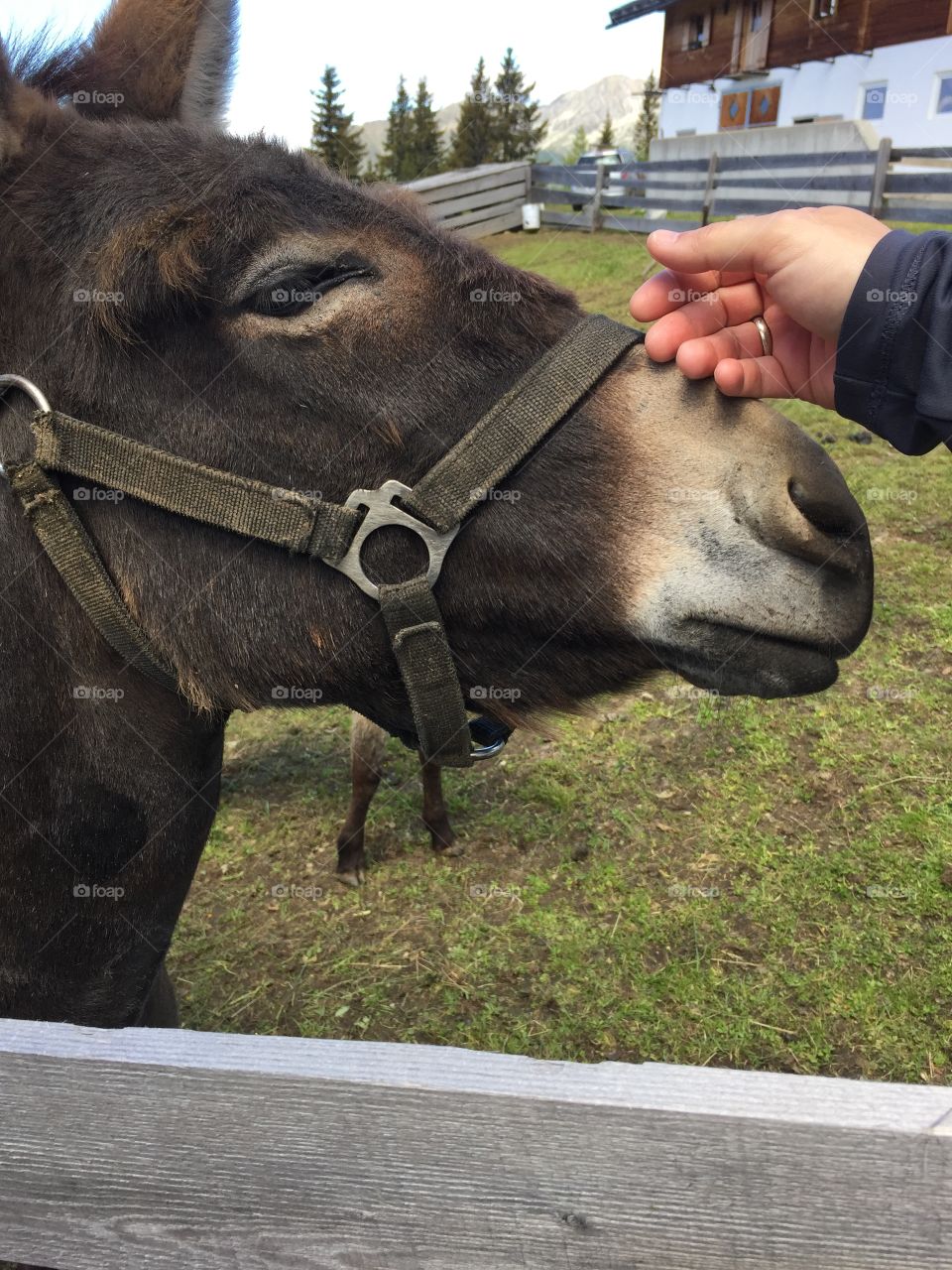 Hand pets donkey