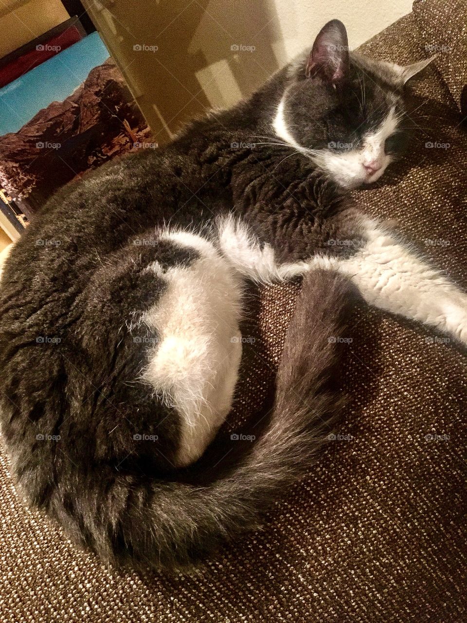 Sleeping Feline Dragon