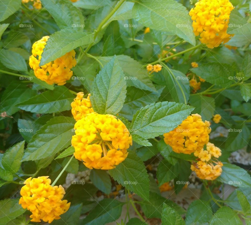 Lantana