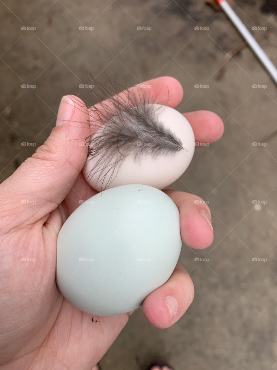 Eggs