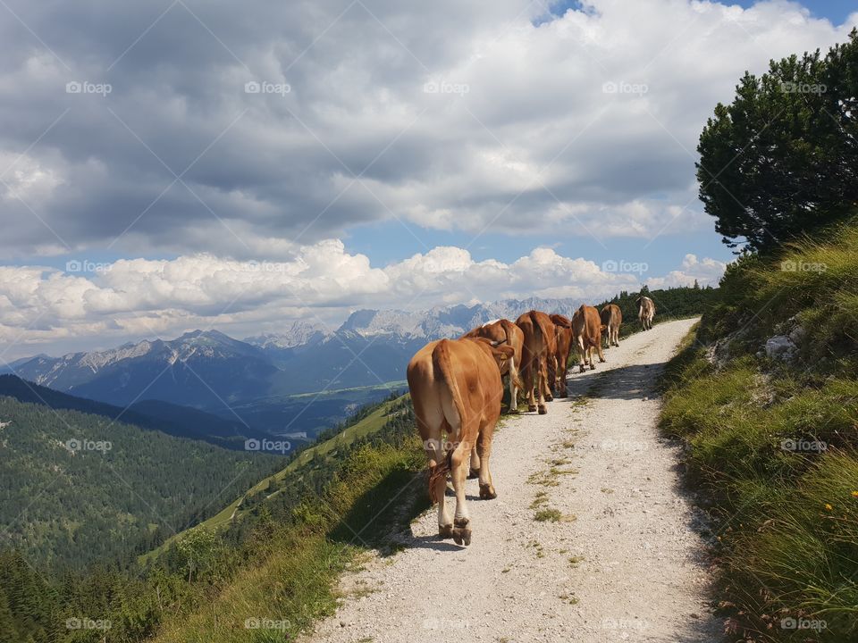 cows leisurely walking along a hiking track in the Bavarian Alps, Germany