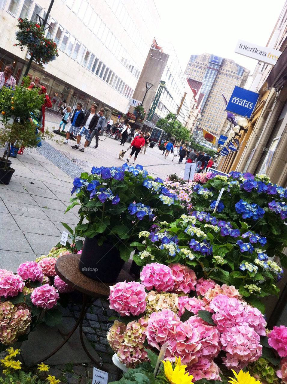 malmö sweden flowers shopping by fabkat