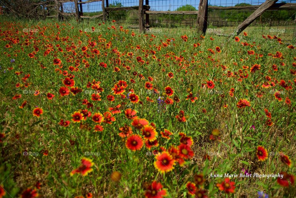 Spring Flowers in the Texas Hill Country