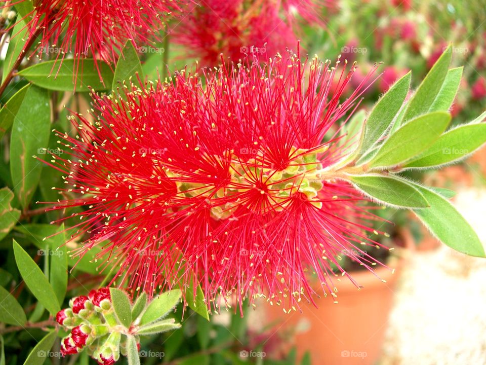 red Flower