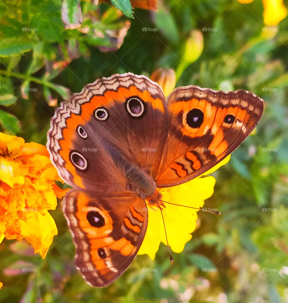 butterfly Flower