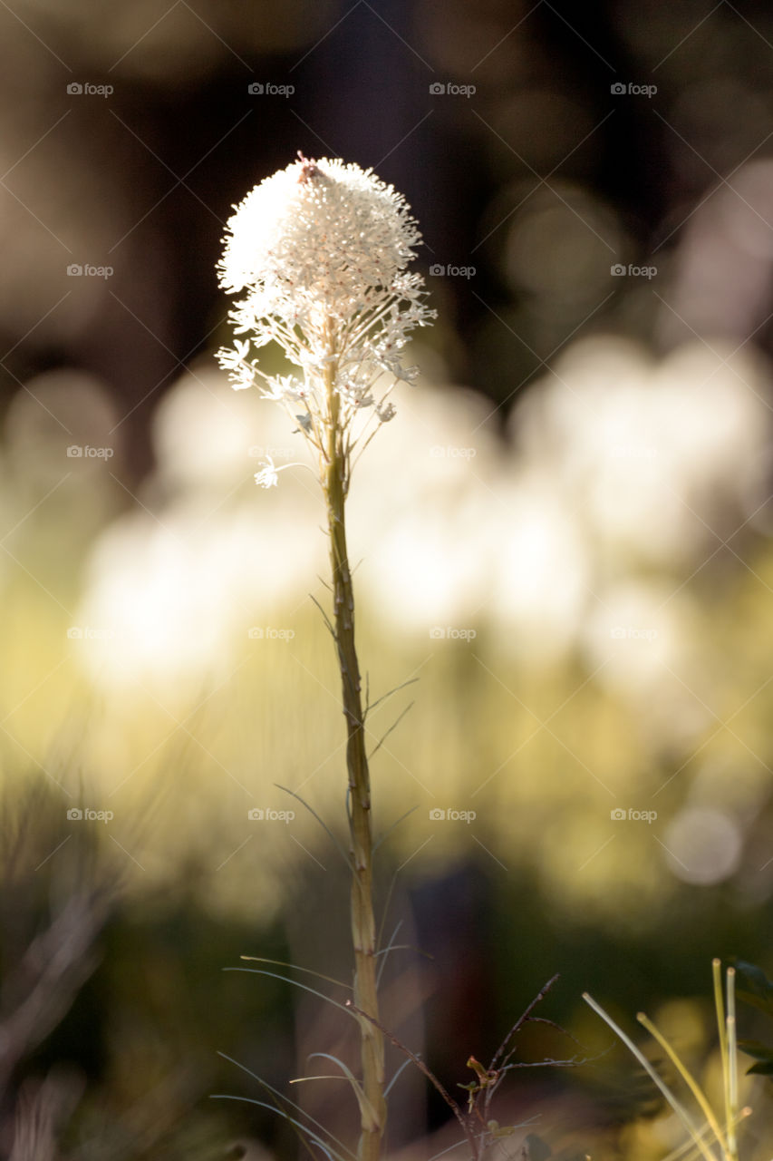 Wild mountain flowers 