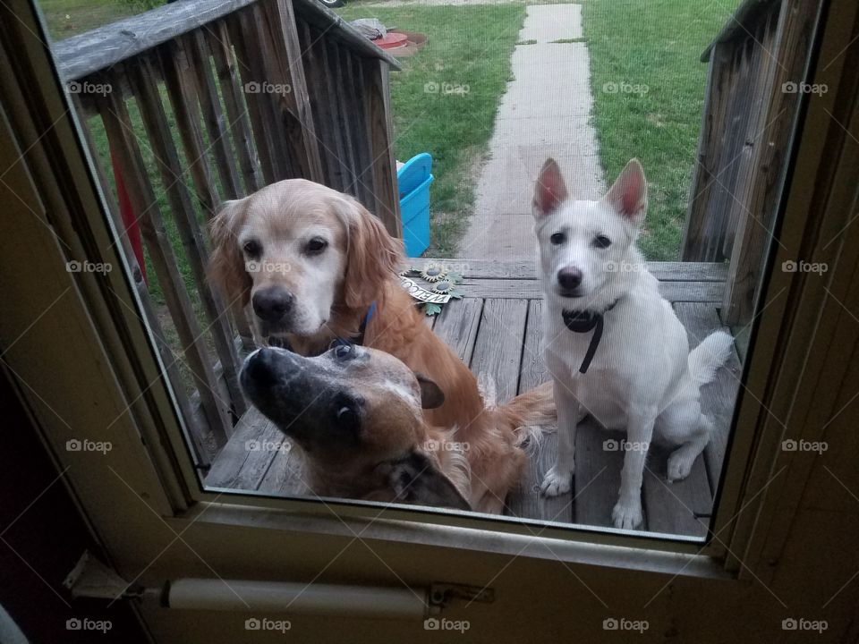 Buddy, Honey, and Willow waiting to be let back in the house