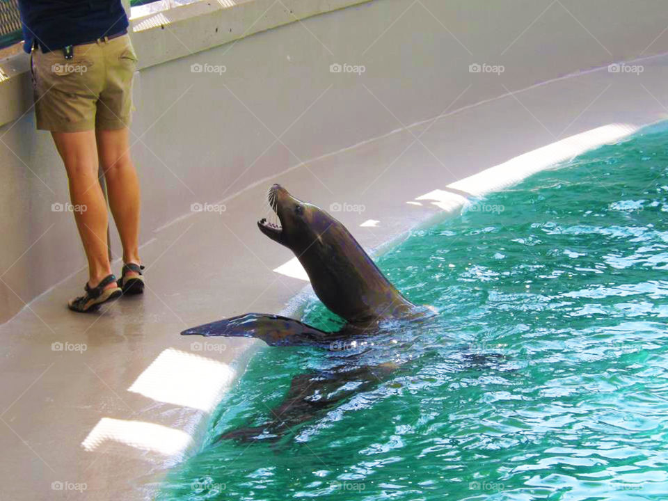 Sea Lion Yelling at Trainer. I imagine this sea lion complaining that he did the trick, now chop chop with the fish.
