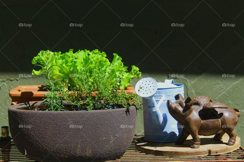Shot of my baby blue watering can, my metal flying pig and my baby plants hardening before they can be planted in my garden. There are some herbs;lavender thyme, rosemary, and a vibrant green leaf lettuce.