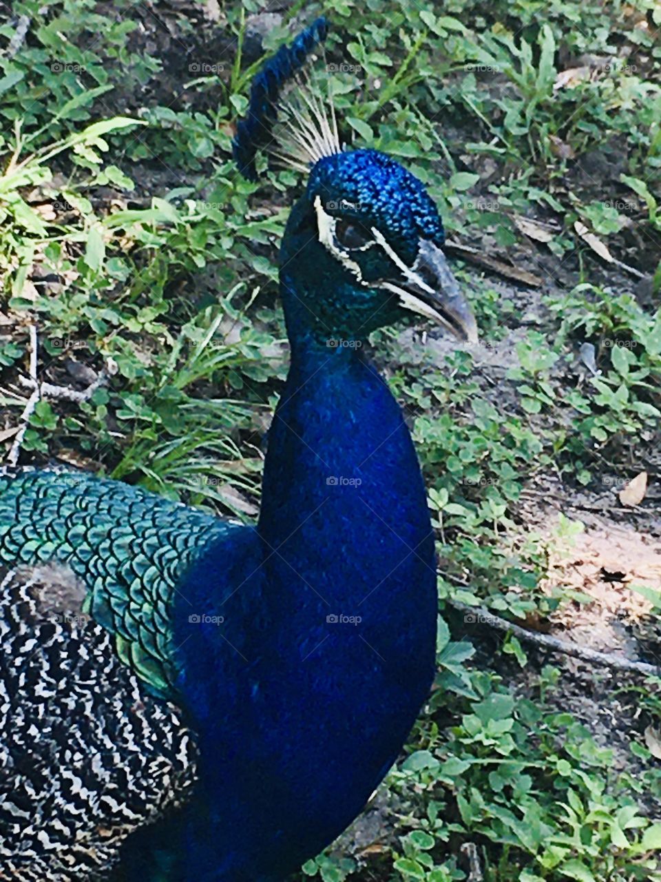 Beautiful  peacock 🦚
