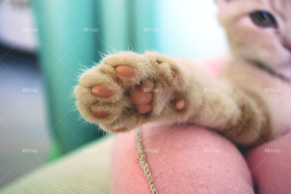 Cute kitten paw close up