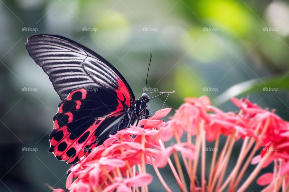 Beautiful and colourful butterfly