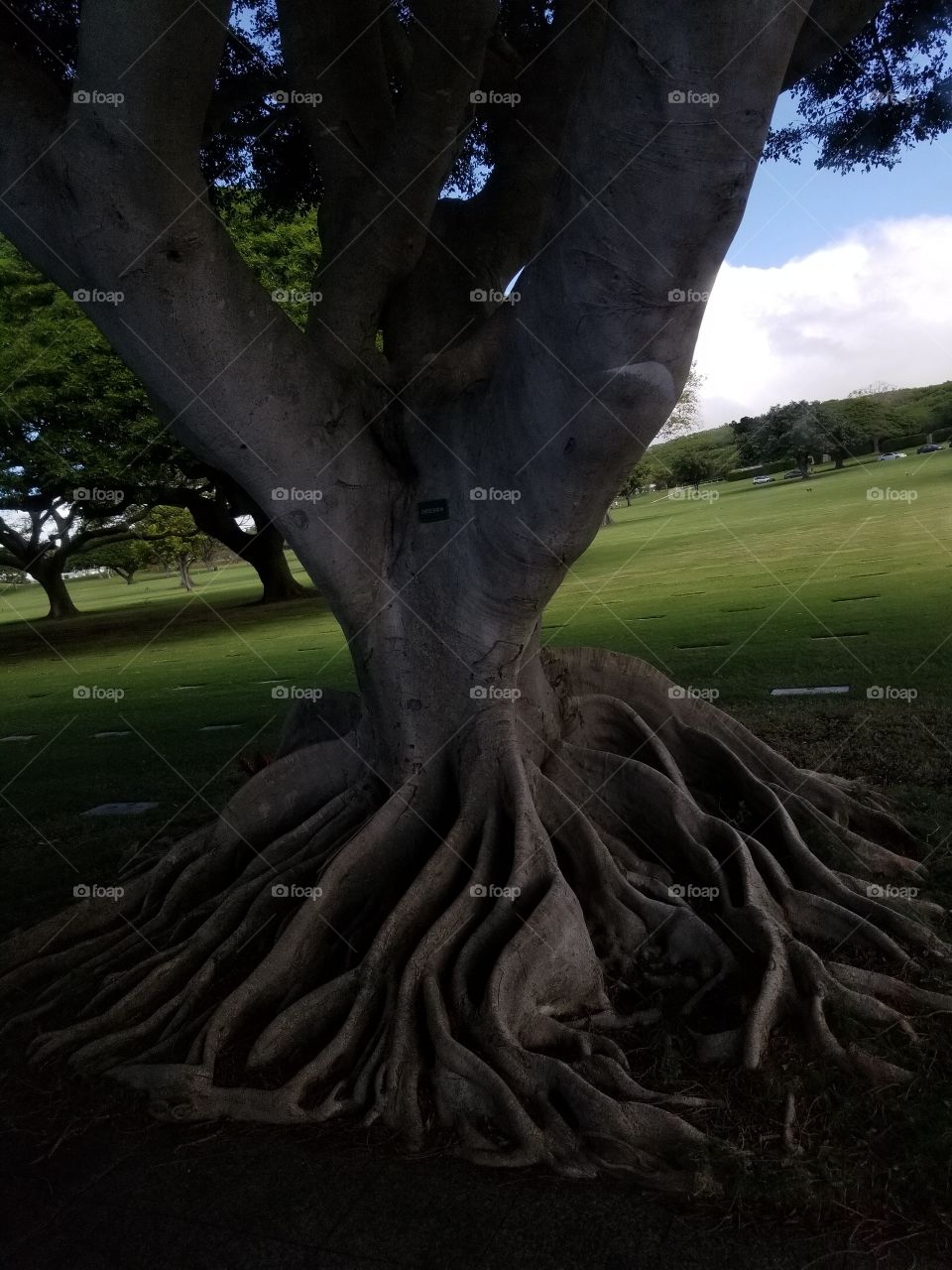 Waikiki Banyan tree