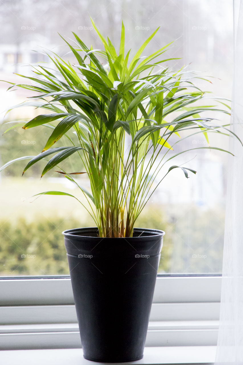 Green plant in pot on window sill
