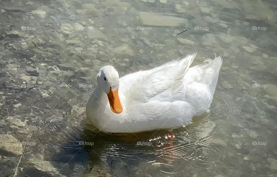 Gorgeous White Duck 