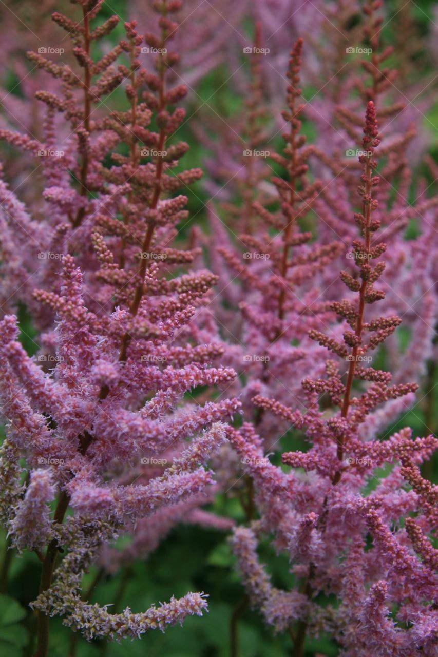 Flowers in Detail 