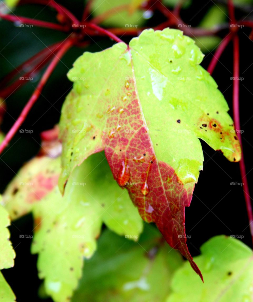 leaves turning red.