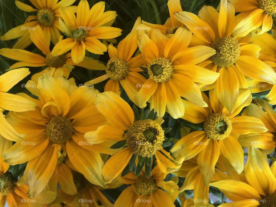 Bright Yellow Flowers 