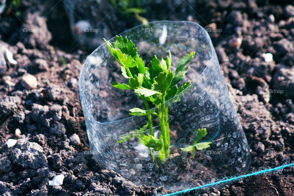 A simple plastic bottle - that's all you need to protect the plants from cold.