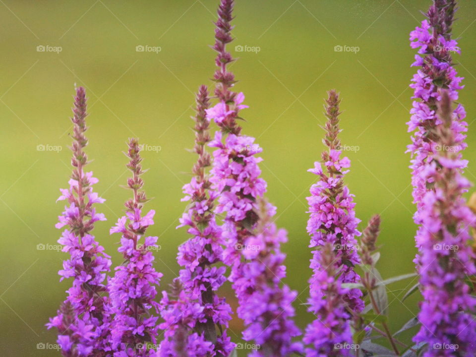 Nature, Flower, No Person, Summer, Leaf