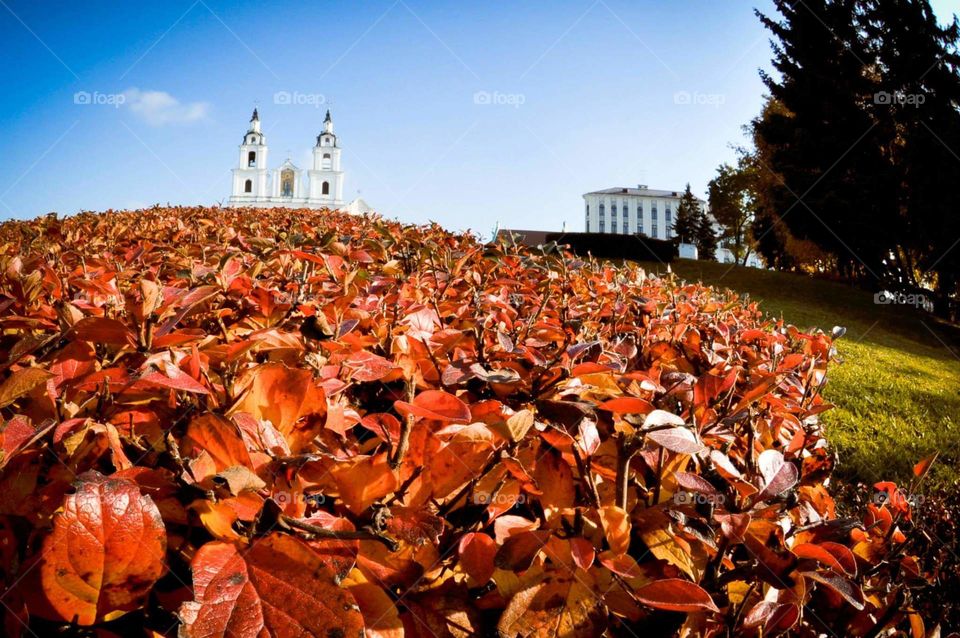 Red leaves in focus with temple behind 